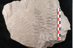 Foto (Detailansicht) von Sphenopteris obtusiloba Brongniart (NHMW-GEO-2024-0188-10797)